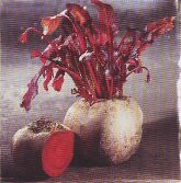 JT Kräuter rote Bete.jpg